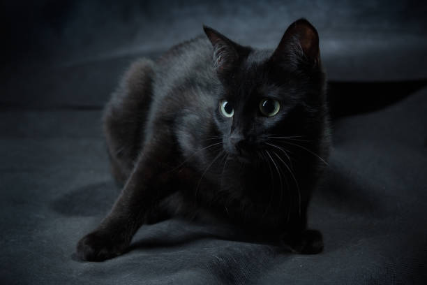 istock not easy to find a black cat in a dark room 1255444418