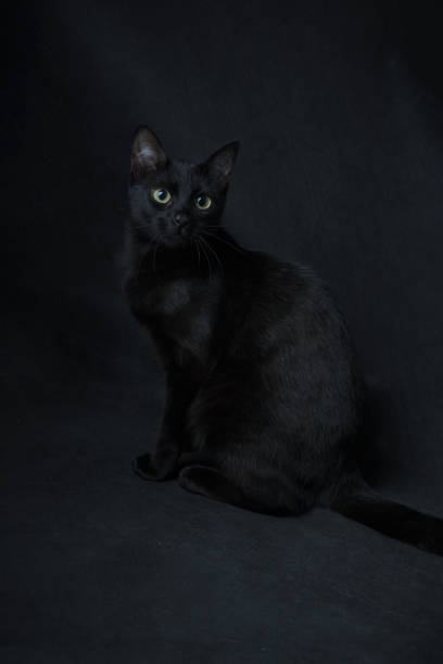 istock not easy to find a black cat in a dark room 1255444419