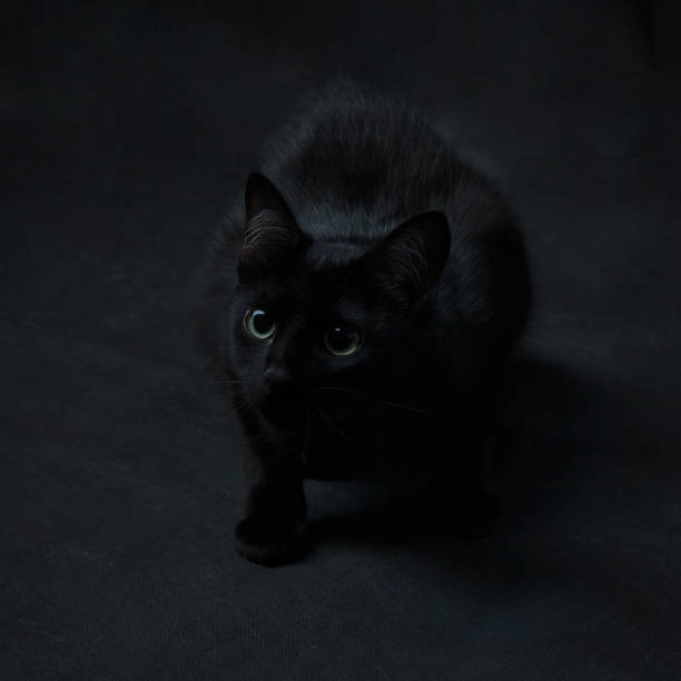 istock not easy to find a black cat in a dark room 1255444436