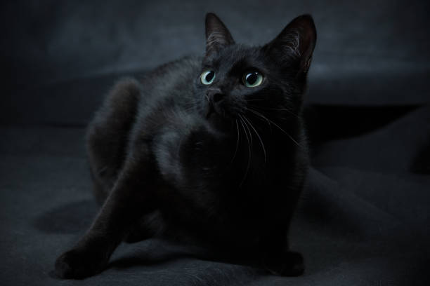 not easy to find a black cat in a dark room stock photo