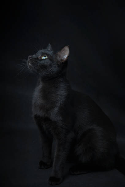 istock not easy to find a black cat in a dark room 1255444516