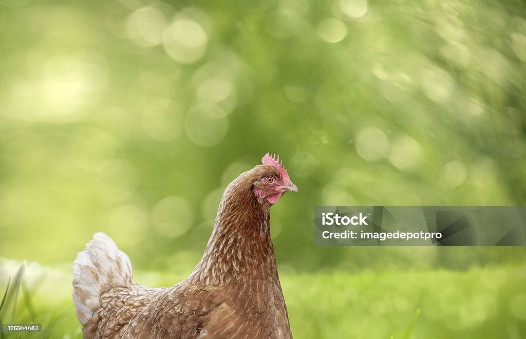 Kurczak - Zbiór zdjęć royalty-free (Kura - Zwierzę płci żeńskiej)