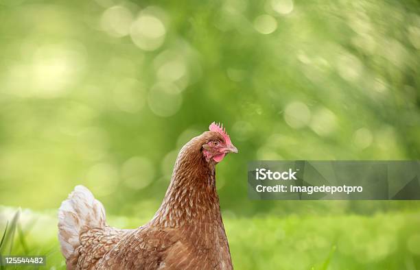 Kurczak - zdjęcia stockowe i więcej obrazów Kura - Zwierzę płci żeńskiej - Kura - Zwierzę płci żeńskiej, Trawa, Zbliżenie