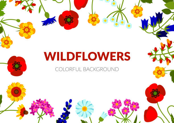 ilustraciones, imágenes clip art, dibujos animados e iconos de stock de bandera horizontal de verano con flores silvestres, incluyendo gorrión, equinácea, flor de maíz, amapola, snapdragon, flor de campana, lavanda, manzanilla, taza de mantequilla. ilustración vectorial - poppy flower field red