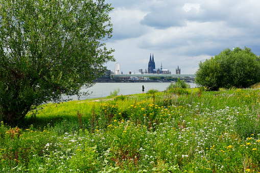 View over the blooming meadows in Poll towards the Cologne Cathedral