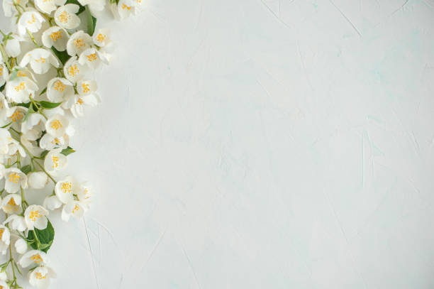istock Composition of jasmine flowers on a light concrete background. 1255446889