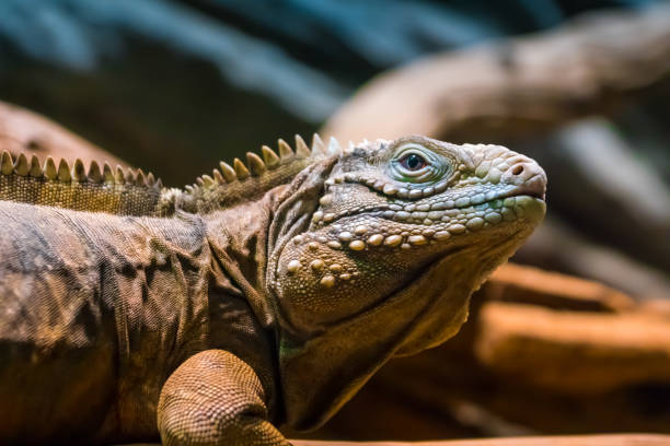 istock Lizard sitting on the tree close. Portrait of a lizard, which is posing 1255446897