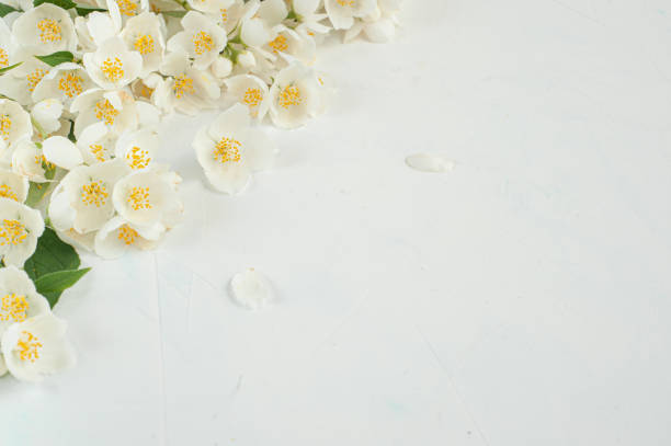 istock Composition of jasmine flowers on a light concrete background. Selective focus. 1255446931