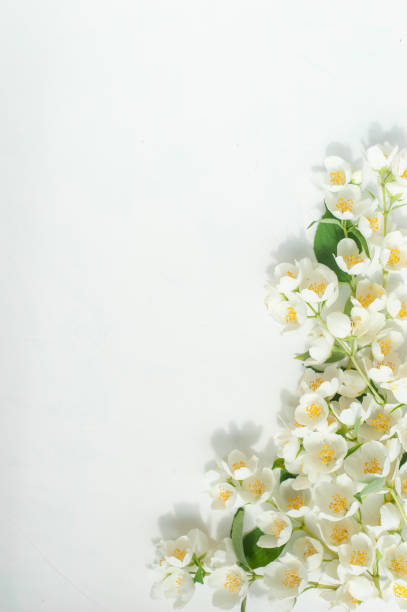 istock Composition of jasmine flowers on a light concrete background. 1255446959