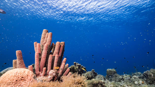 meereslandschaft im türkisfarbenen wasser des korallenriffs im karibischen meer / curacao mit fisch, korallen und ofen-rohrschwamm - stovepipe hat stock-fotos und bilder