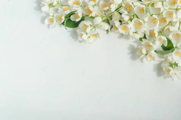istock Composition of jasmine flowers on a light concrete background. Flat lay. 1255447048