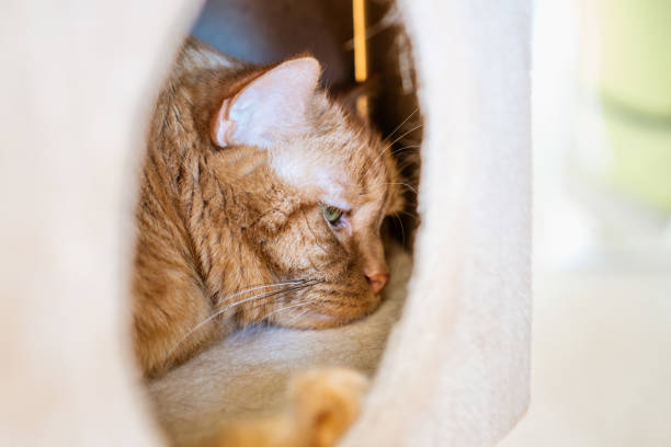 fermez-vous vers le haut du chat orange dormant dans la boîte - bedroom bed comfortable double bed photos et images de collection