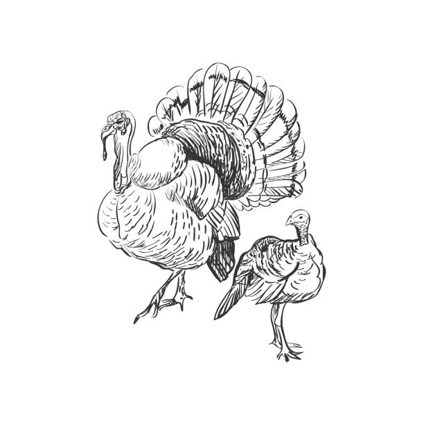 illustrazioni stock, clip art, cartoni animati e icone di tendenza di tacchino doodle - cooked chicken sketching roasted