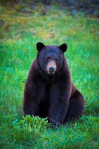 A closeup of a Black Bear.