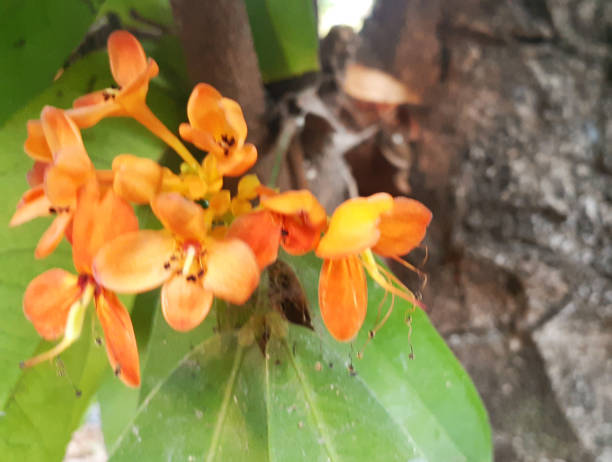 Saraca indica : Is a medium-sized perennial plant, dense foliage, providing a good shade. The flowers are red-orange bouquet or have a yellowish appearance mild fragrance. The Indian people are considered sacred sacred wood. Used to worship the gods and is a symbol of love Used as a flower to worship Cupid saraca indica : es una planta perenne de tamaño medio, follaje denso, proporcionando una buena sombra. las flores son de color rojo-naranja o tienen un aspecto amarillento fragancia suave. el pueblo indio se considera madera sagrada sagrada. se utiliza pa