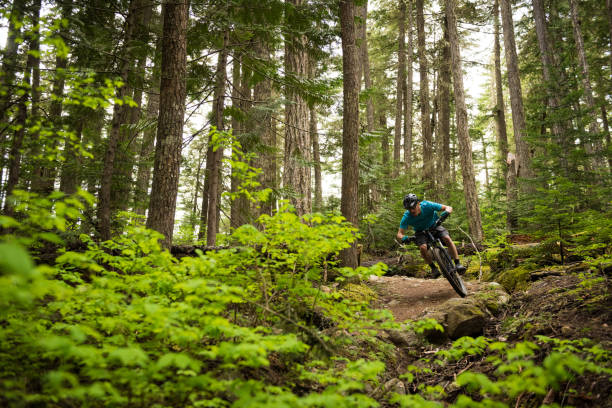 istock Crosscountry mountain biking in a lush forest 1255448707