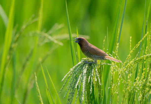 istock A small wild bird collecting foods from the paddy tree at paddyfield . 1255449975