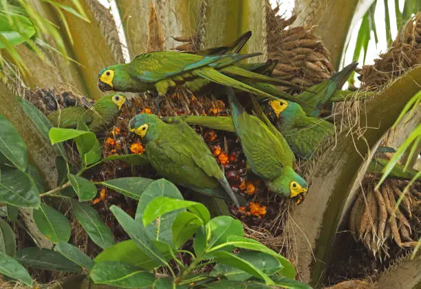 Red-bellied Macaw (Orthopsittaca manilatus) flock feeding on fruiting palm tree"n"nSan Jose del Guaviare, Colombia                 November"n"n