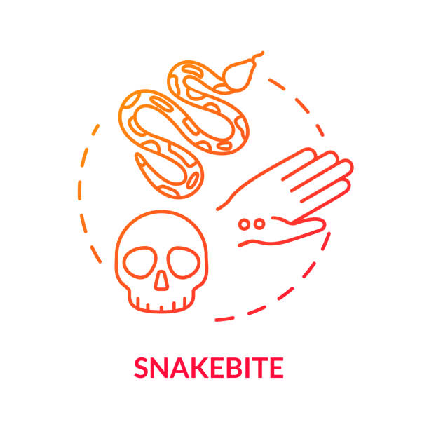 ilustrações de stock, clip art, desenhos animados e ícones de snakebite, hand wound concept icon. poisonous bite, organism intoxication, septicemia, blood poisoning idea thin line illustration. vector isolated outline rgb color drawing. editable stroke - intoxication