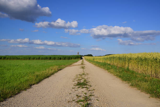 istock A broken road leads through grain fields to the horizon against a blue sky 1255451972