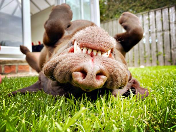 Closeup snout view of a happy and content Chocolate Labrador lying on back with paws in air on a lush green lawn. Silly dog relaxed in garden looking towards camera