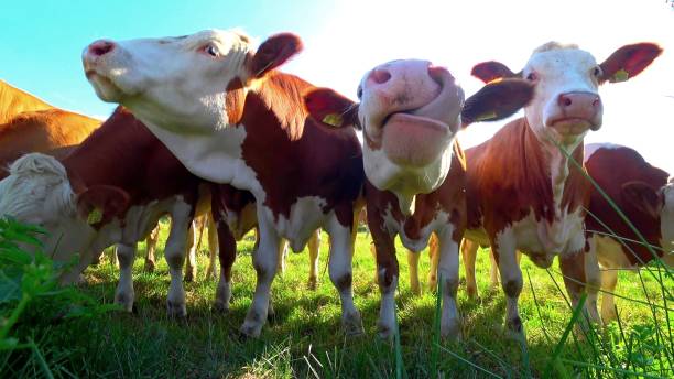 istock the heads of a herd cows in a meadow 1255452531