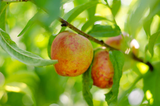 istock Peach nectarine grows on a tree. Peach on a branch in the rays of sunlight. Gardening concept. 1255454514