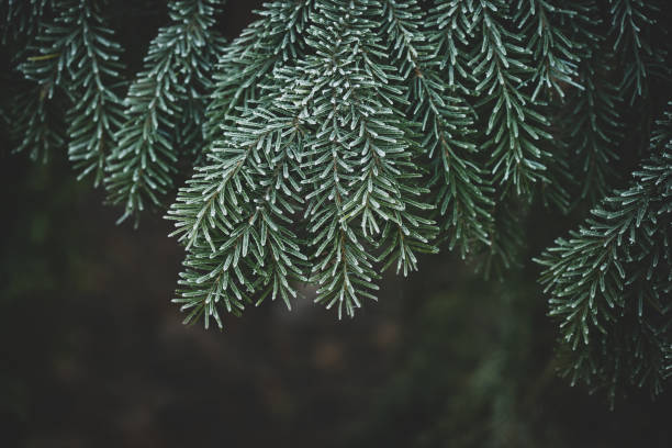 istock Christmas fir tree branches with frost 1255456581