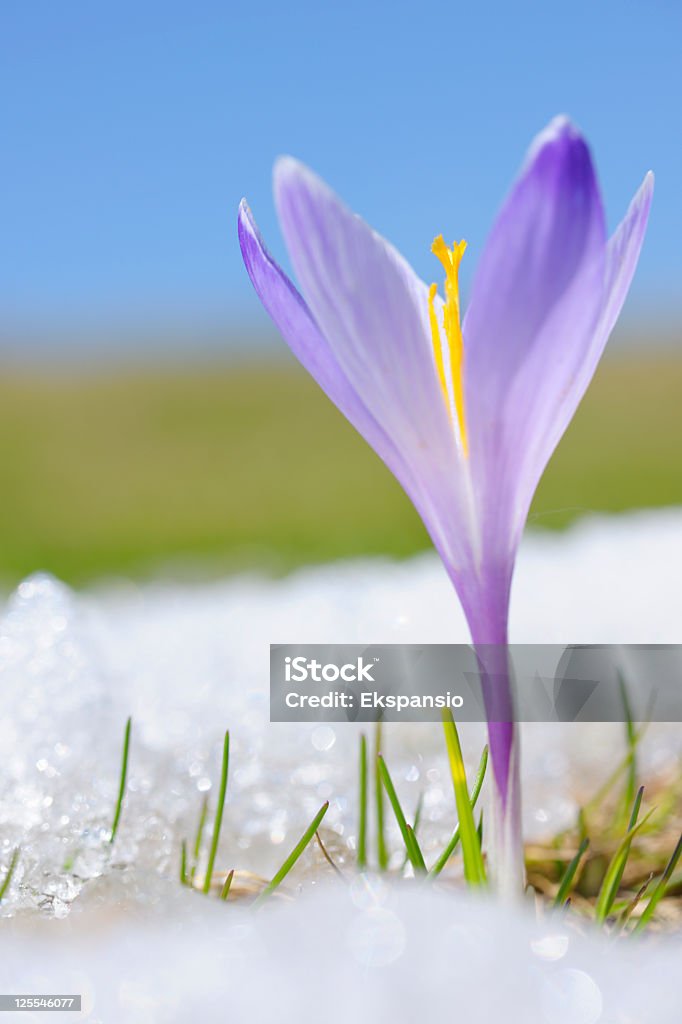 Les Crocus de printemps sous la neige series - Photo de Neige libre de droits