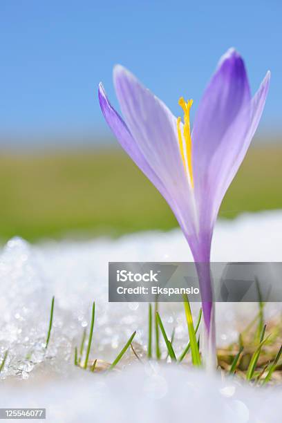 Photo libre de droit de Les Crocus De Printemps Sous La Neige Series banque d'images et plus d'images libres de droit de Neige - Neige, Crocus, Crocus safran