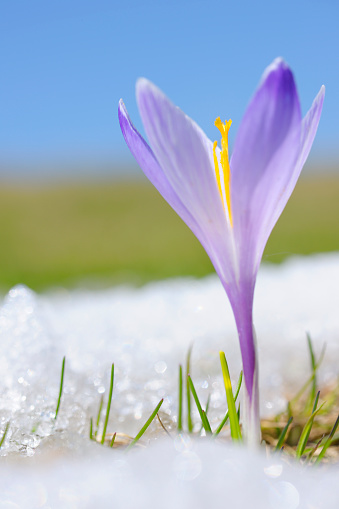 Close up spring crocus flower in the melting snow in the sun sunshine