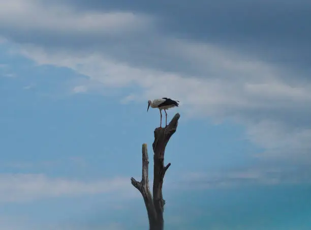 Adult white stork having a rest on wooden post with a sky background