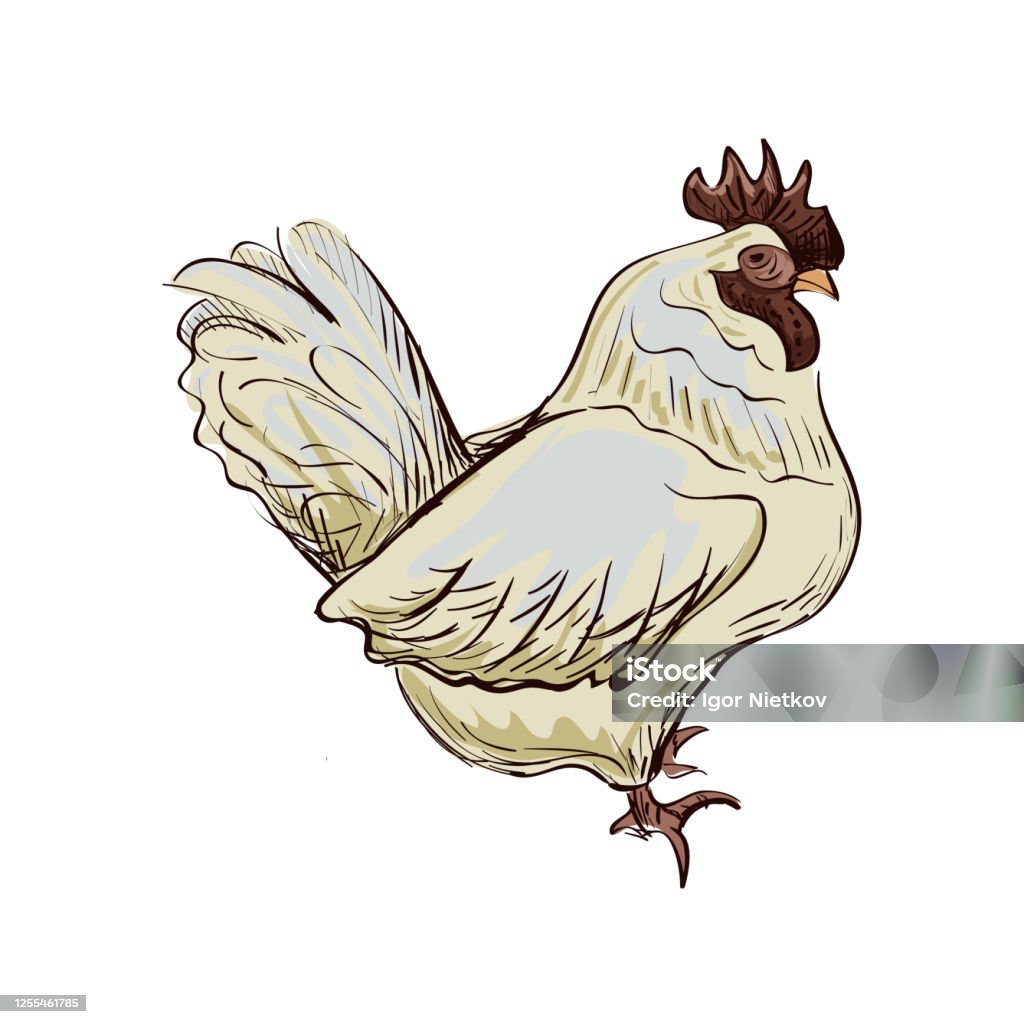 Drawing Bantam Doodle Bantam Stock Illustration - Download Image Now - Agriculture ...