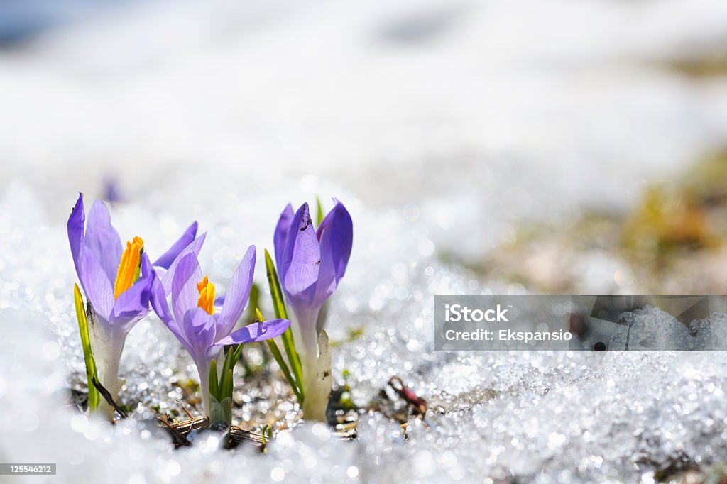 Purple Crocus growing in the early spring through snow Early Spring Crocus in Snow series: group of flowers (shallow depth of field) Springtime Stock Photo