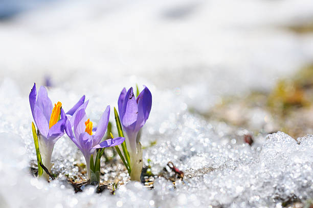 Purple Crocus growing in the early spring through snow Early Spring Crocus in Snow series: group of flowers (shallow depth of field) small group of objects stock pictures, royalty-free photos & images