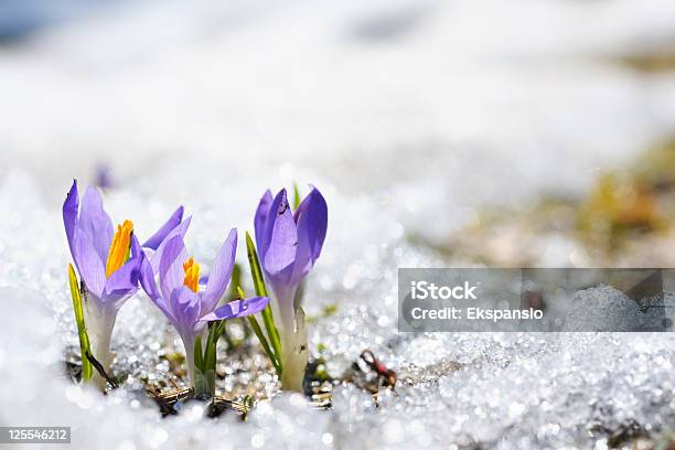 Purple Crocus Growing In The Early Spring Through Snow Stock Photo - Download Image Now