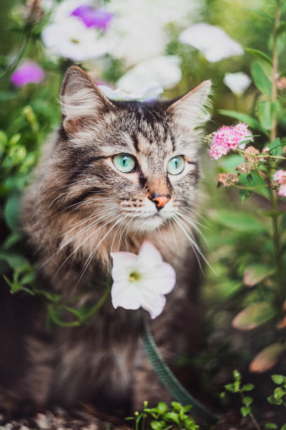 istock A tabby cat walks on a leash in the grass and flowers. 1255462617