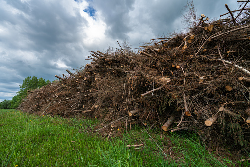 A pile of tree branches used to produce biofuel
