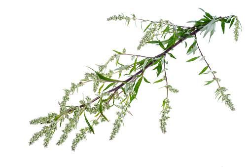 Artemisia absinthium with leaves isolated on white background. Studio Photo