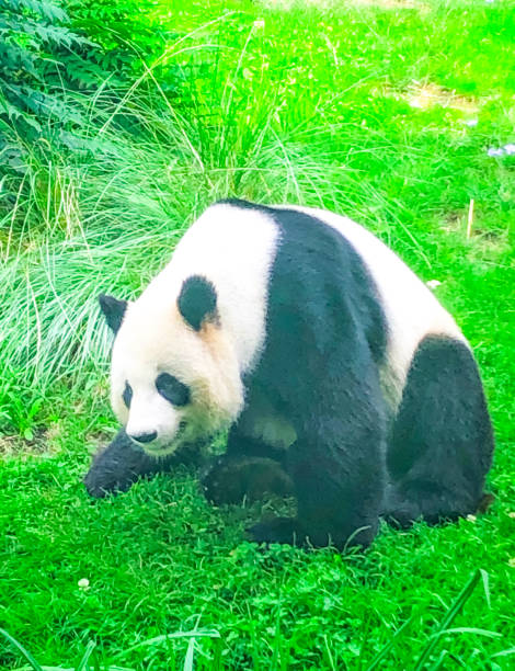 istock Very beautiful and cute panda bear walking in nature 1255465014