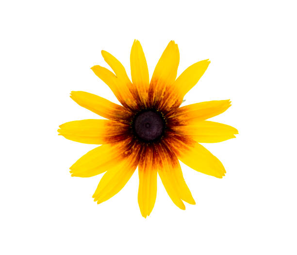 Top view of a beautiful blooming flower with yellow petals isolated on a white background in close-up.