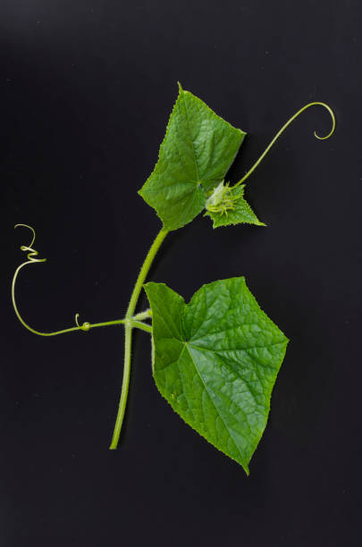 istock Green branch with leaves and cucumber on black background 1255465091