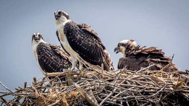 istock Osprey babies in the nest 1255466156