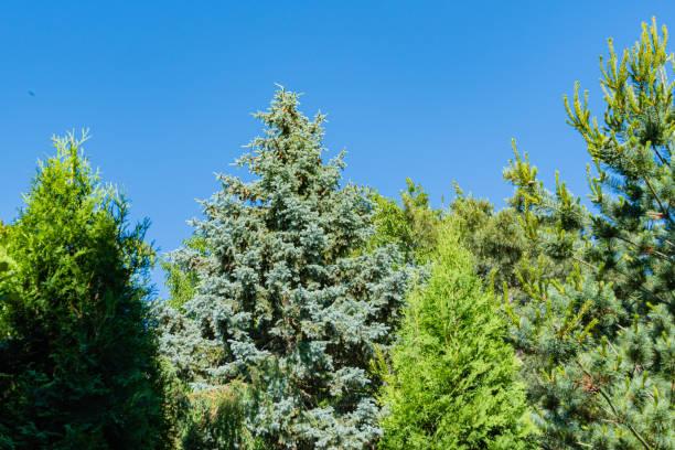 jardim paisagístico evergreen contra o céu azul. picea pungens azul com agulhas azuis cercadas por thuja ocidental e pinheiro japonês glauka. close-up. conceito natural de natal. - evergreen magnolia - fotografias e filmes do acervo