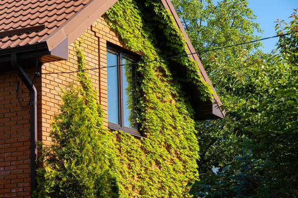 Leaves of Parthenocissus tricuspidata 'Veitchii' or Boston ivy, grape ivy, Japanese ivy or Japanese liana leaves.Wall of house is closed by colorful ivy leaves. Natural decoration of walls of houses. Leaves of Parthenocissus tricuspidata 'Veitchii' or Boston ivy, grape ivy, Japanese ivy or Japanese liana leaves.Wall of house is closed by colorful ivy leaves. Natural decoration of walls of houses. Boston Ivy stock pictures, royalty-free photos & images