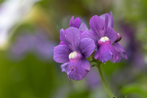 Close up of purple nemesia flowers in bloom