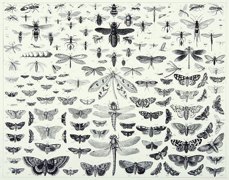 Insects of the Orders Hymenoptera, Diptera, Lepidoptera and Odonata Engraving Antique Illustration, Published 1851. Source: Original edition from my own archives. Copyright has expired on this artwork. Digitally restored.