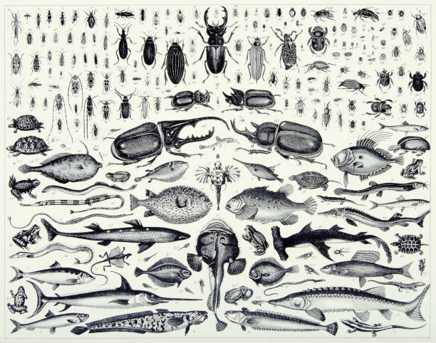 빈티지 조각 골동품, 주문 coleoptera의 곤충과 골동품 일러스트를 조각 다양한 화음 클래스의 구성원, 출판 1851 - zoology stock illustrations