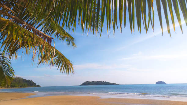 istock Tropical Beach sand island with coconut tree 1255467421