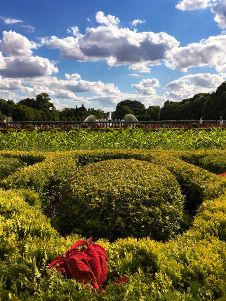 flowers in the park